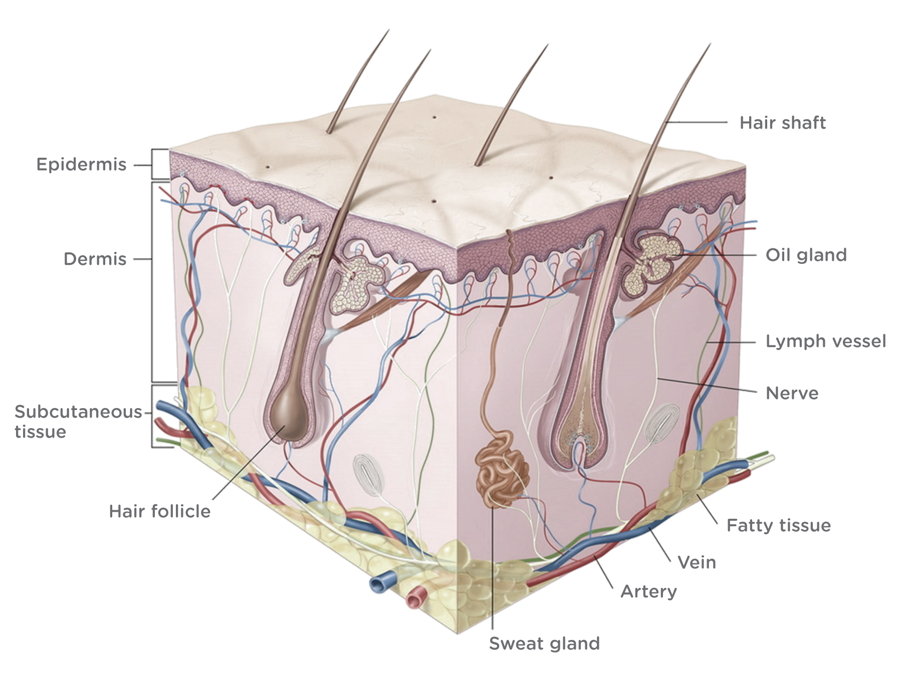 THE-SKIN-DERMIS-LAYER_02b